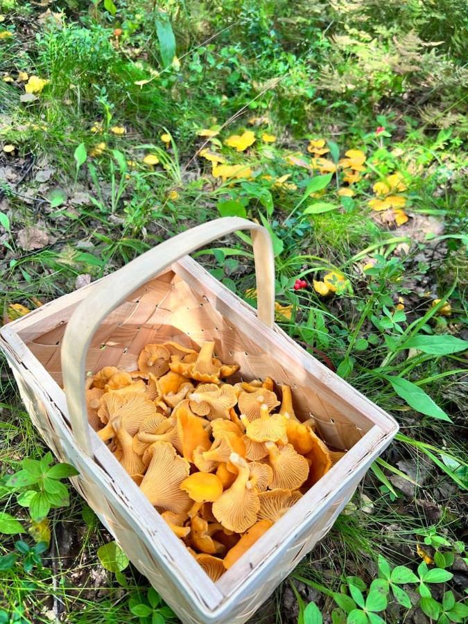 Gemuetliches Blockhaus Im Wald Vila Auktsjaur Exterior foto